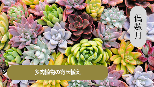多肉の寄せ植え