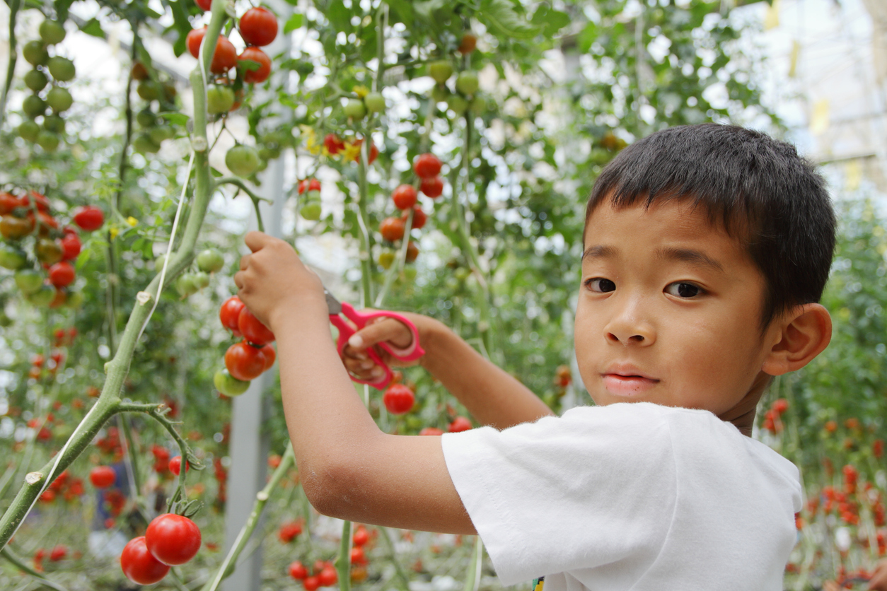 ミニトマトを収穫する子供